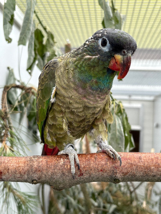 Sortidus Pionus sordidus sordidus :: Czechparrot